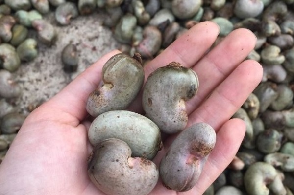 Giá điều tươi Bình Phước ngày hôm nay 2025