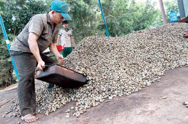 Hạt điều tươi là gì? Hạt điều tươi bao nhiêu 1kg