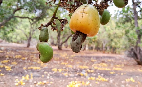 Diện tích, sản lượng và khu vực trồng hạt điều tại Việt Nam